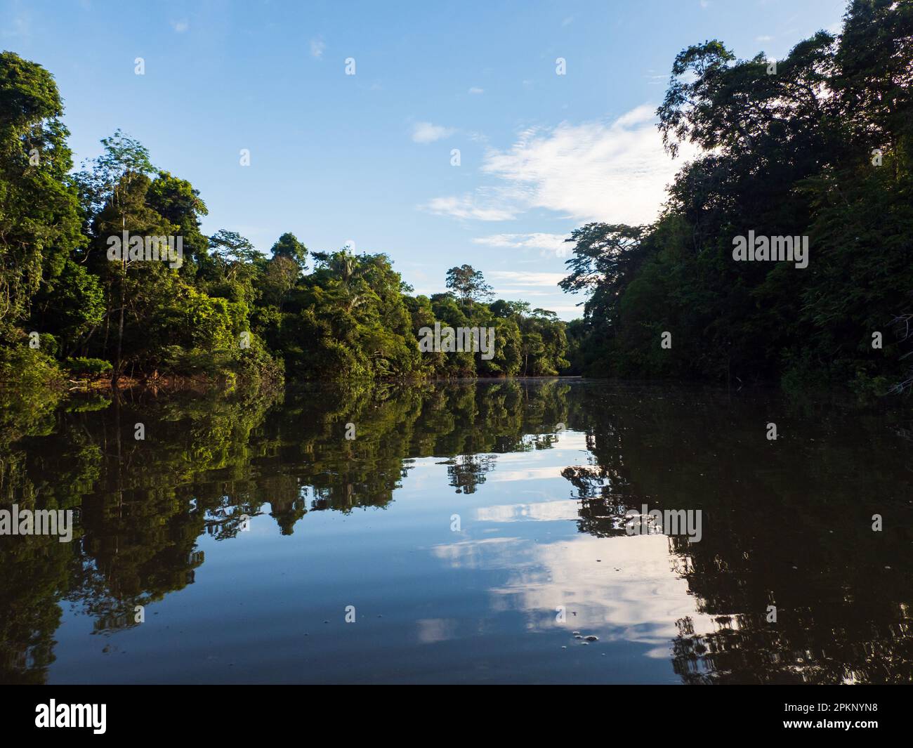 Amazonia wall of green tropical forest of the Amazon jungle, green
