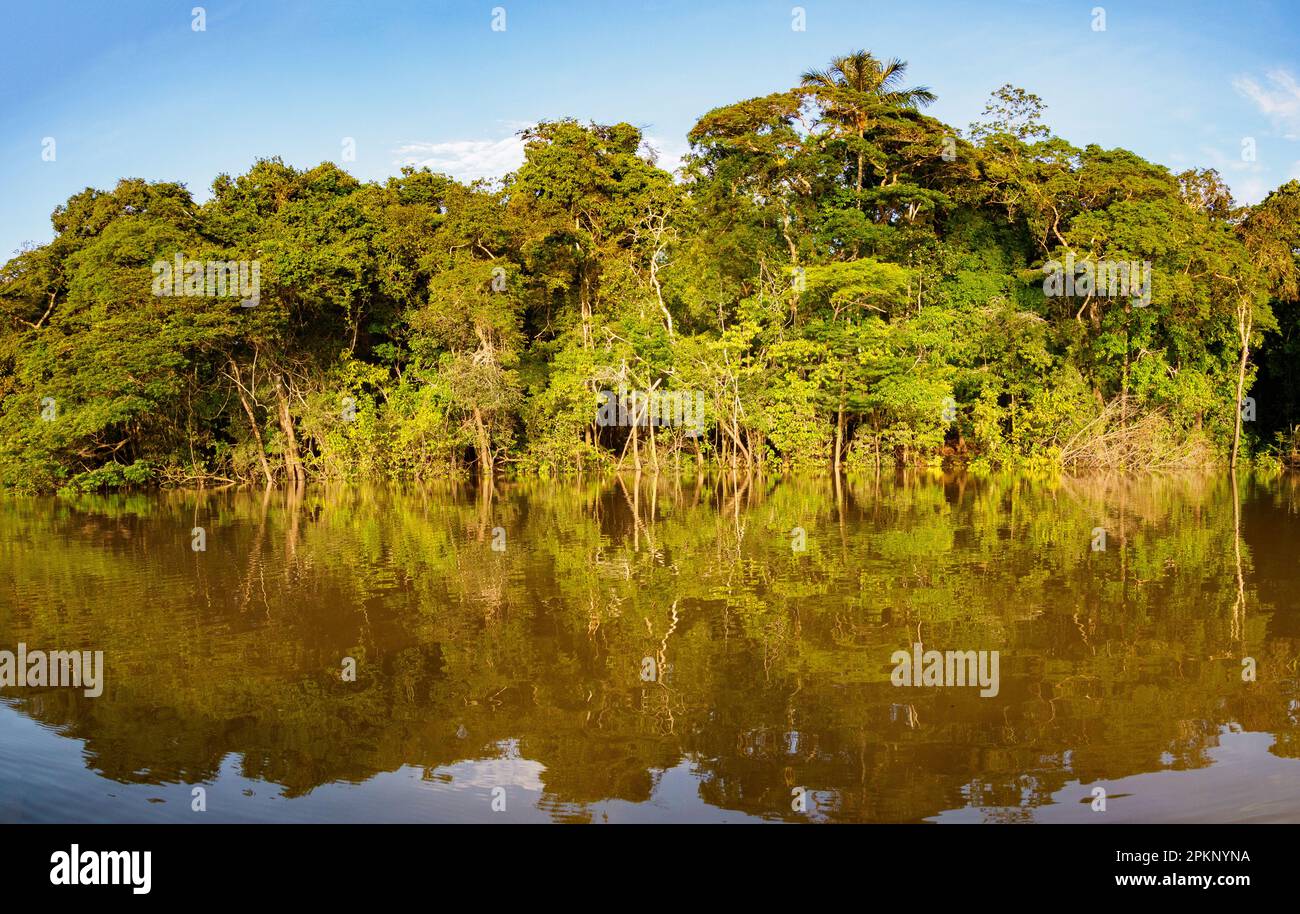 Amazonia wall of green tropical forest of the Amazon jungle, green
