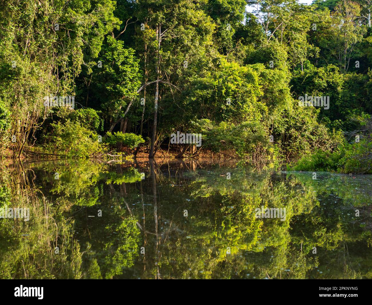 Amazonia wall of green tropical forest of the Amazon jungle, green