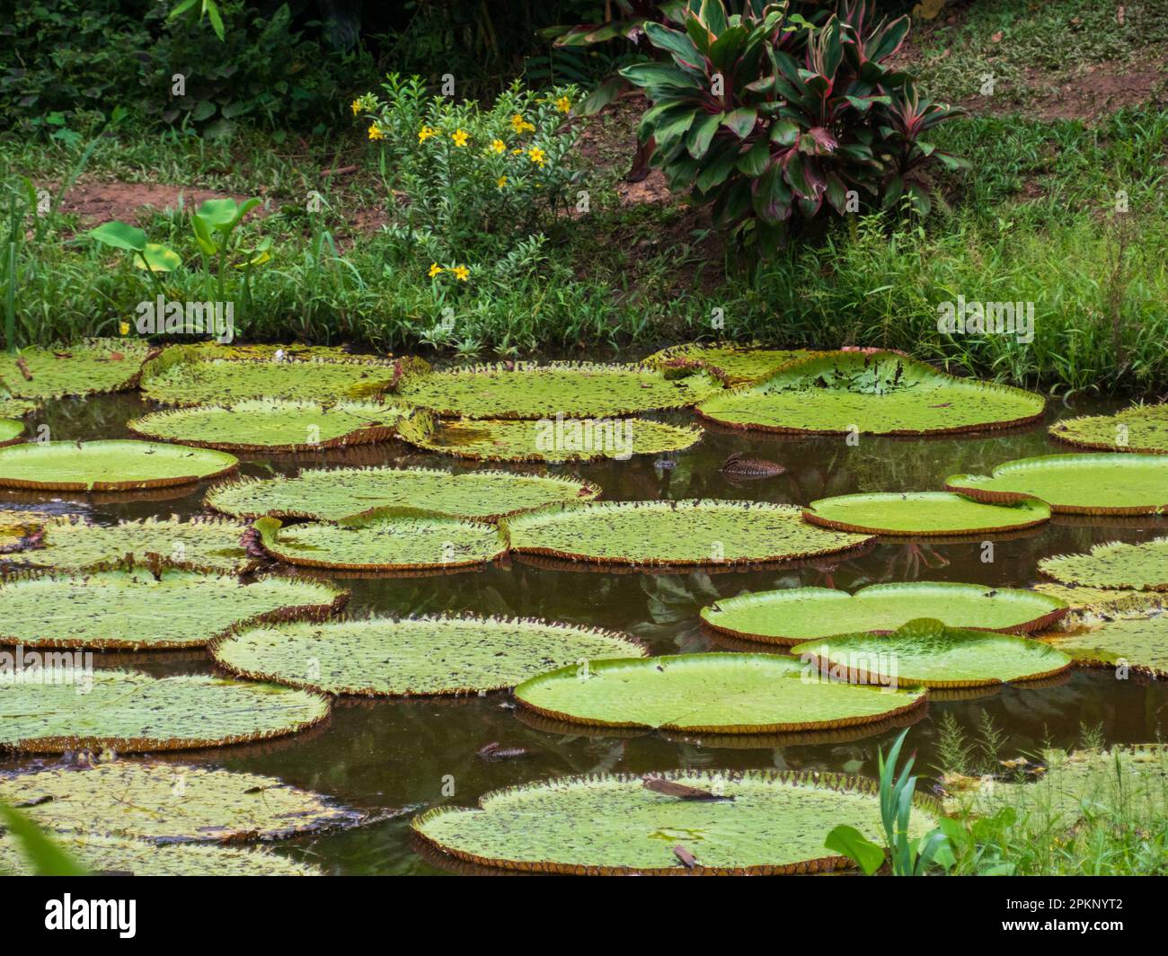 Victoria amazonica in the Natura Park In Amzonia, Colombia. It is a species of flowering plant, the largest of the Nymphaeaceae family of water lilies Stock Photo