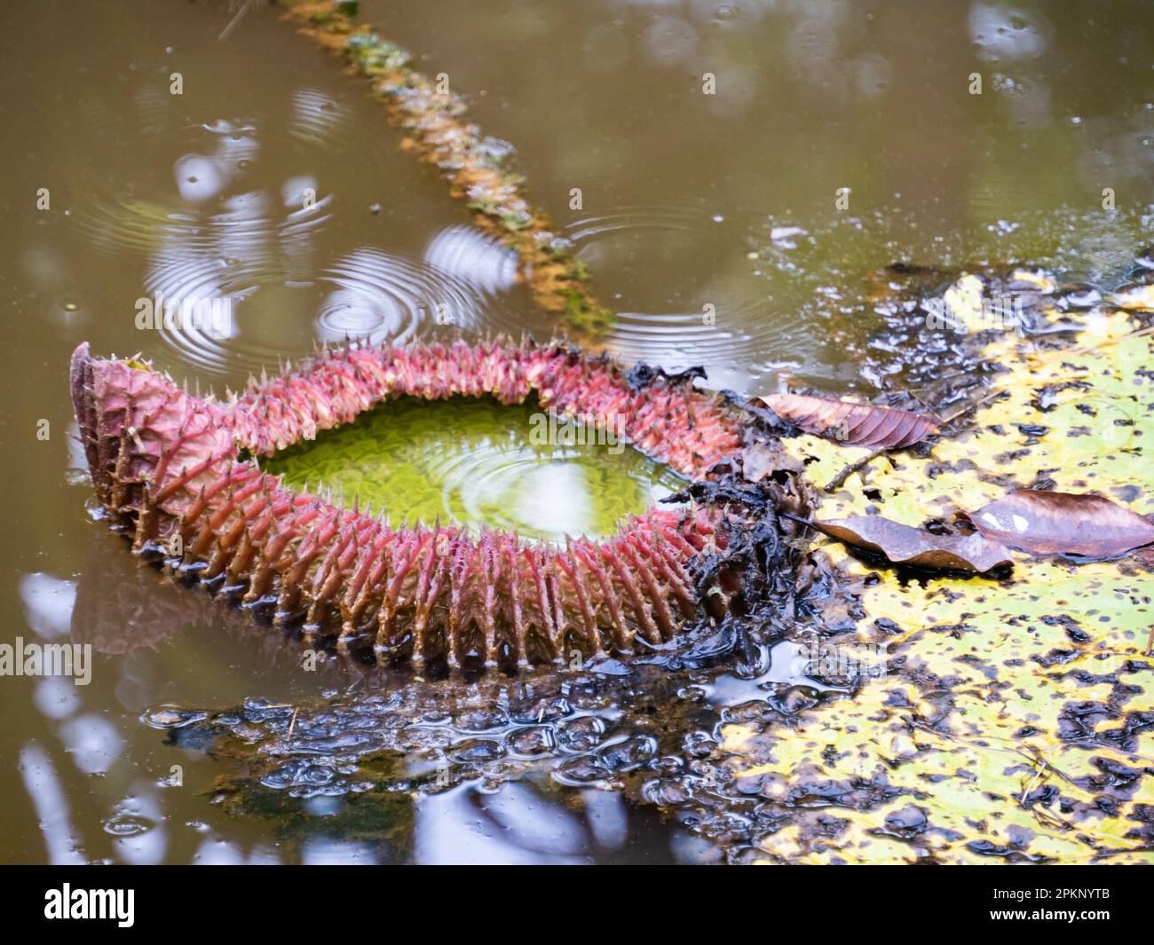 Victoria amazonica in the Natura Park In Amzonia, Colombia. It is a species of flowering plant, the largest of the Nymphaeaceae family of water lilies Stock Photo