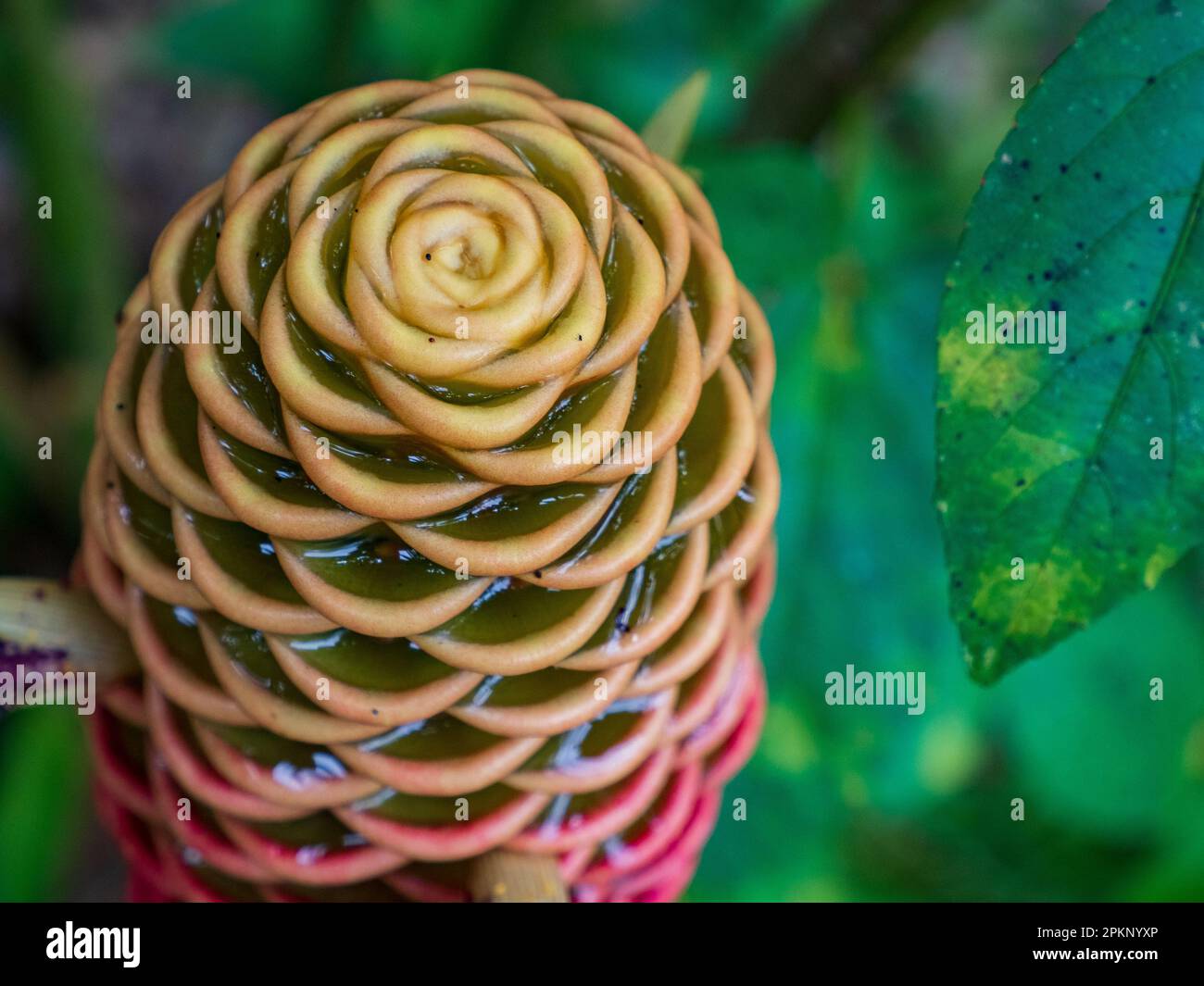 Plant is  known in the West by the common name 'beehive ginger', due to its unusual inflorescences which resemble a skep beehive. It is also referred Stock Photo