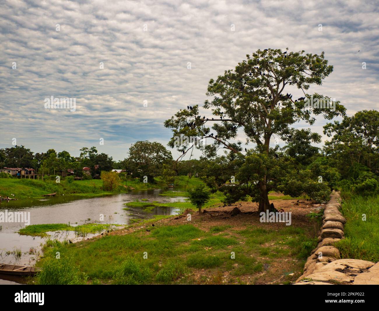 Leticia, Colombia - December 2021: Huge tree and dyke in a tropical harbor in a village on the Amazon River during the low water season, Amazon, South Stock Photo