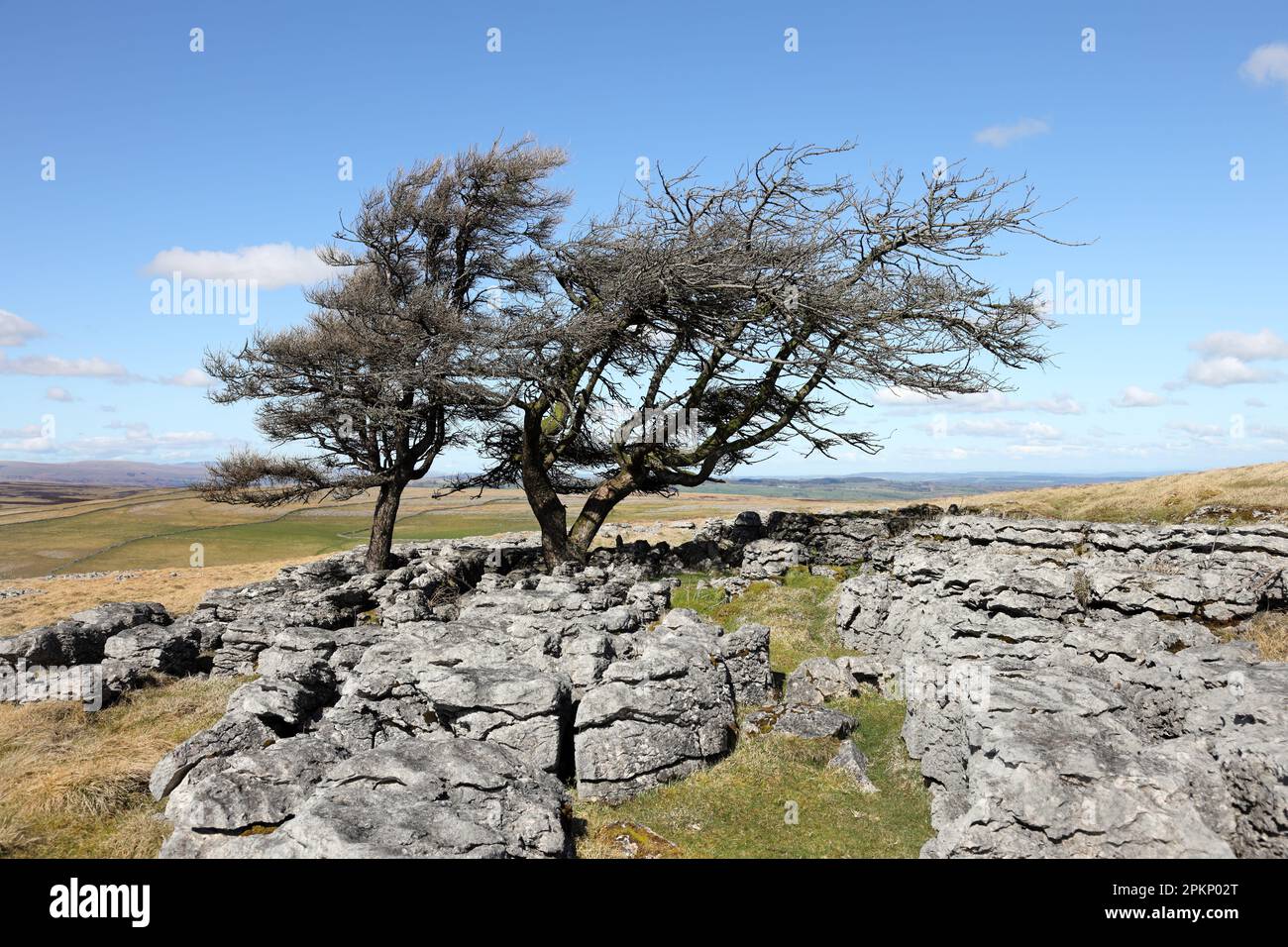 Windswept Trees in a Karst Landscape, Knott, Great Asby Scar Nature Reserve, Cumbria, UK Stock Photo