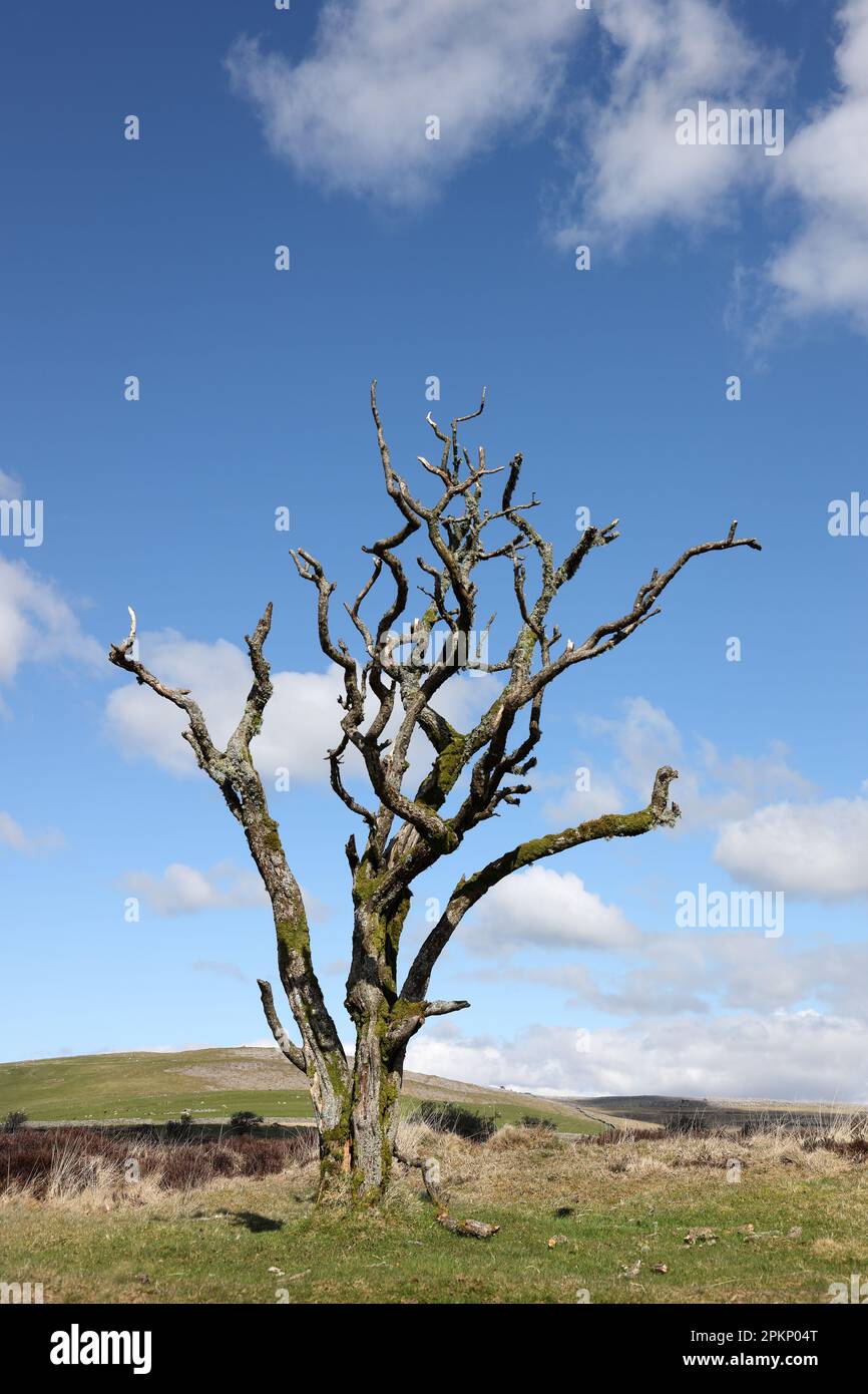 Dead Standing Hawthorn Tree (Crataegus monogyna), an important habitat