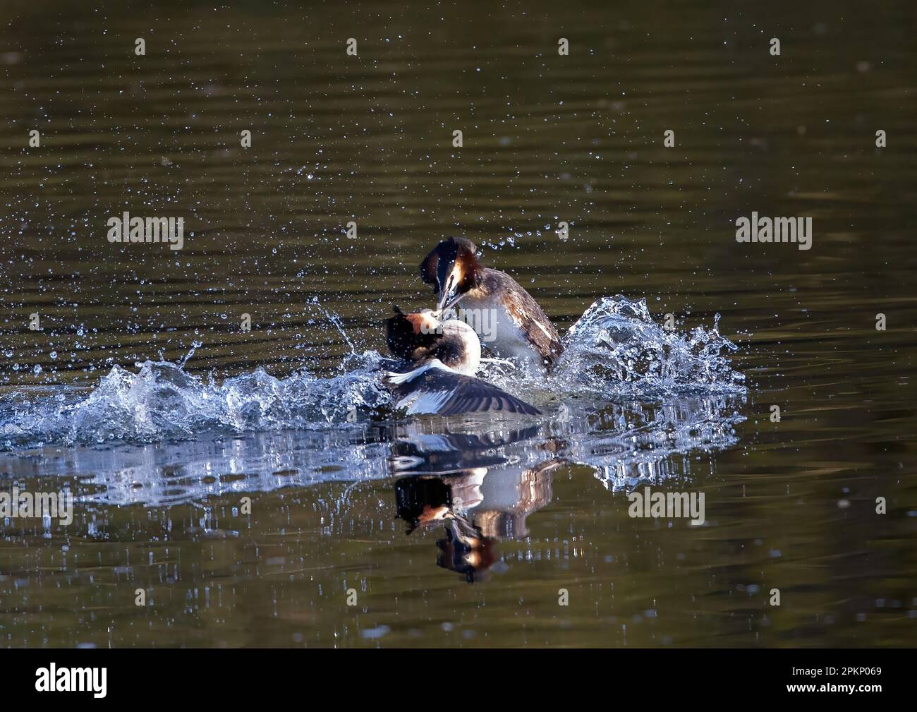 Great Crested Grebes fighting Stock Photo