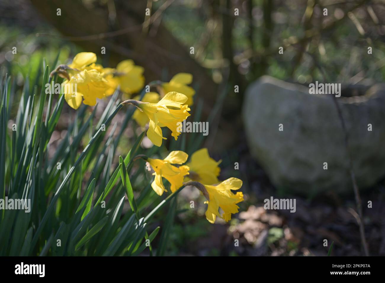 Yellow daffodils (Narcissus) blooming in a garden in the spring, copy space, selected focus, narrow depth of field Stock Photo