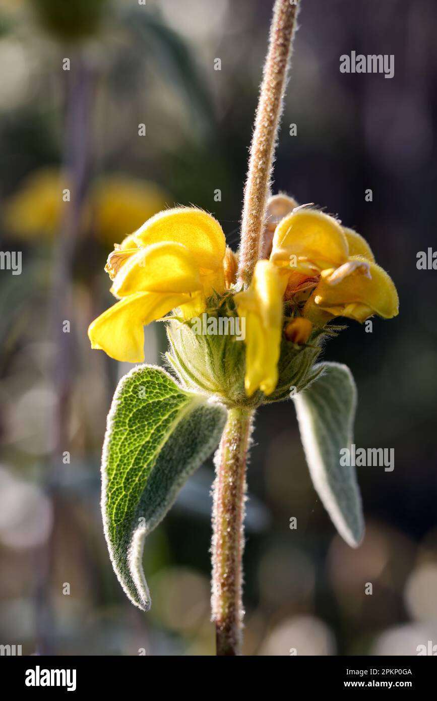 Lampwick plant flowering Stock Photo