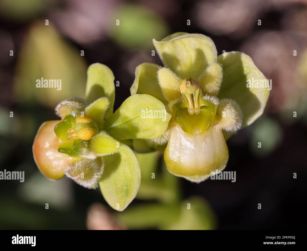Bumblebee orchid flowering Stock Photo