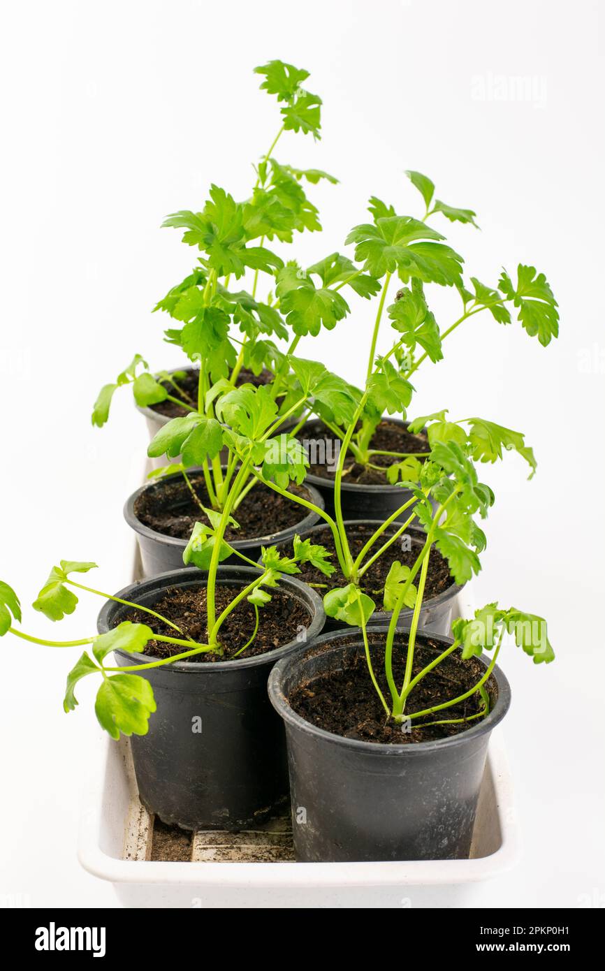 Fresh organic celery growing in the pot isolated on white background