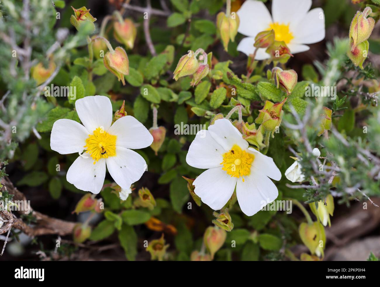 Sageleaved rockrose flowering Stock Photo Alamy