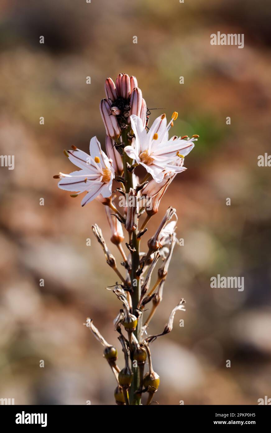 Branched asphodel flowering Stock Photo
