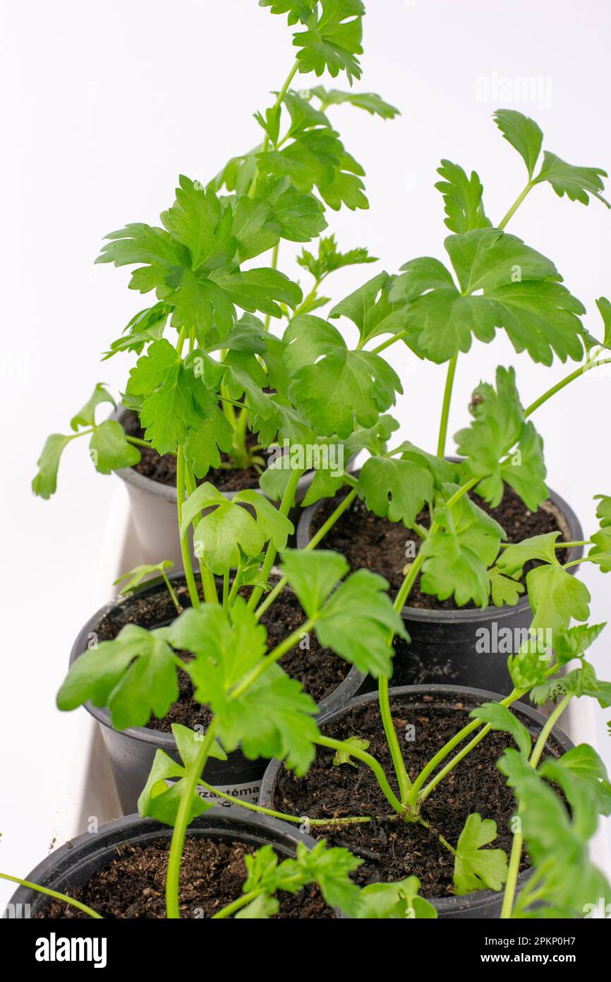 Fresh organic celery growing in the pot isolated on white background