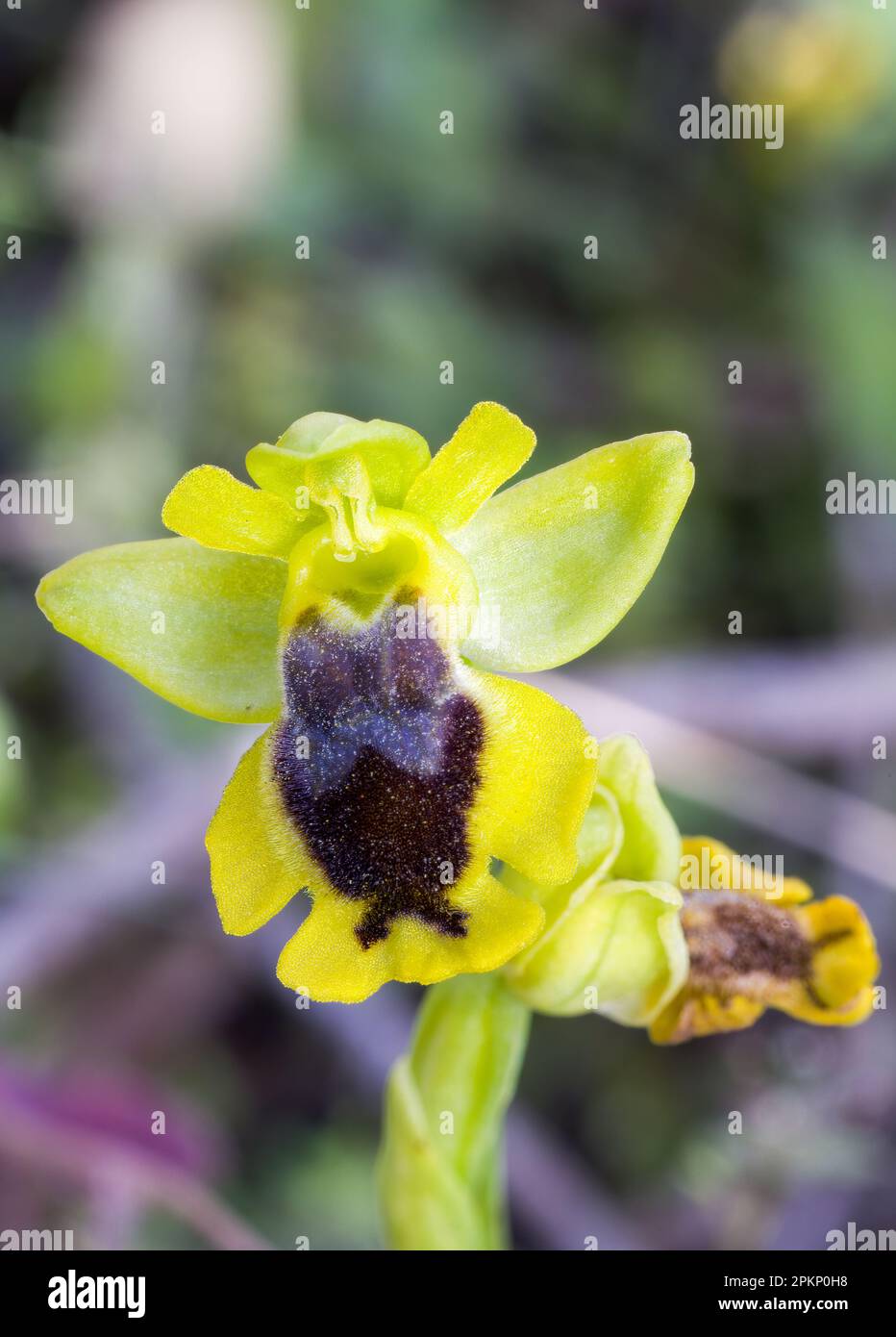 Small yellow beeorchid flowering Stock Photo Alamy