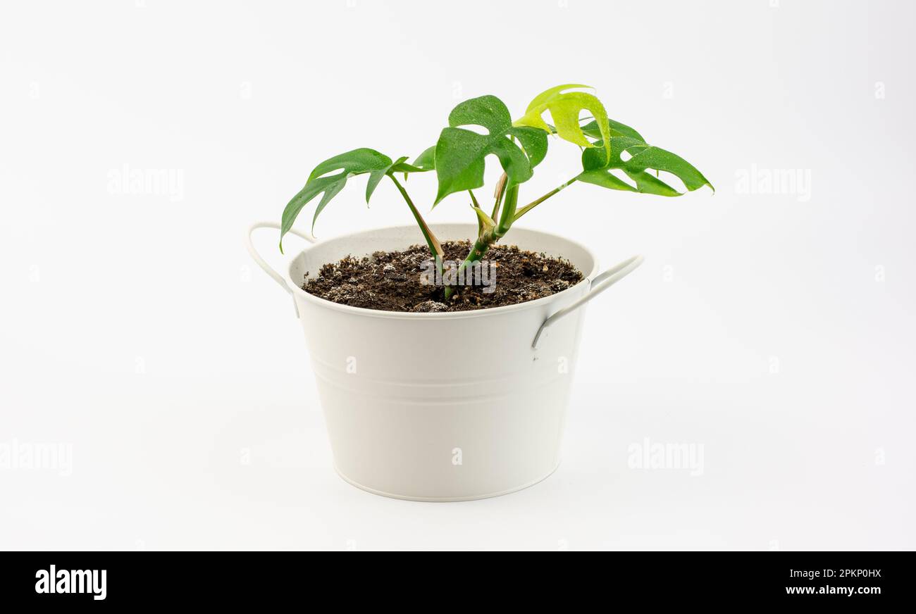 Rhaphidophora Tetrasperma or Mini Monstera in the bucket shaped ...