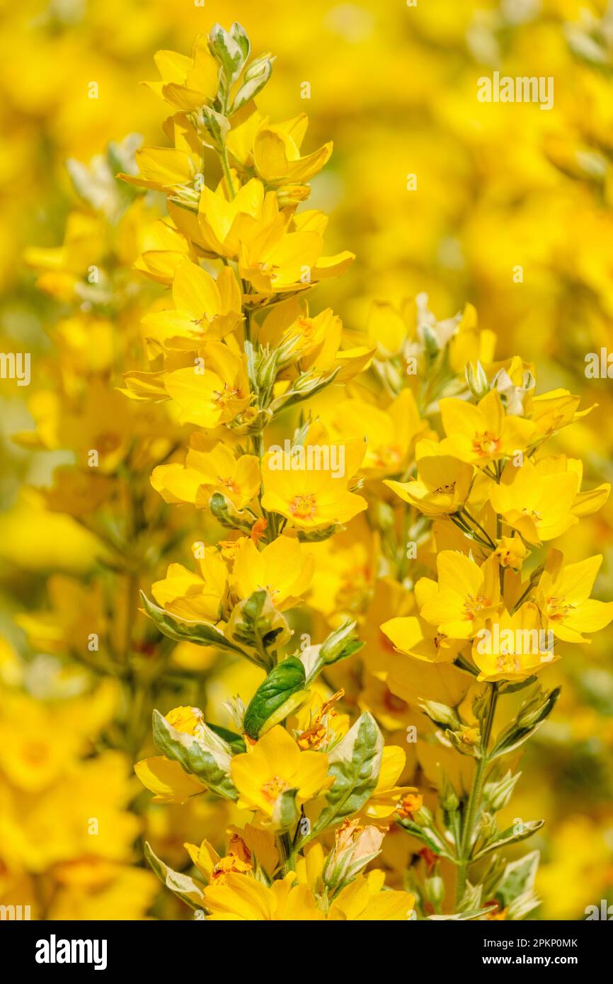 Lysimachia punctata Variegata, loosestrife Alexander, perennial leaves margined cream, yellow flowers, Stock Photo