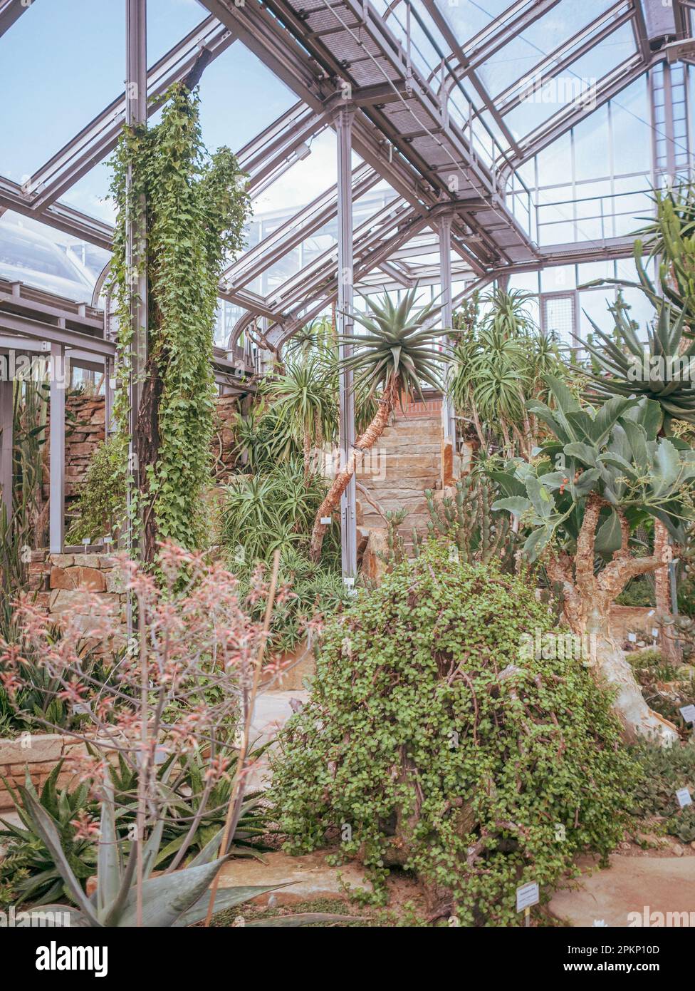 The cactus room in the greenhouse in Dahlem Stock Photo