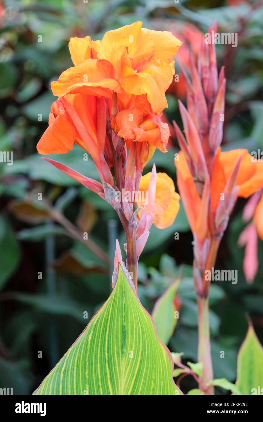 Canna malawiensis variegata hi-res stock photography and images - Alamy
