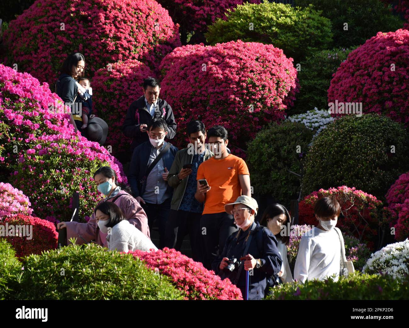 Flowers of azalea are in full bloom at Nezu Jinja Shrine in Tokyo on
