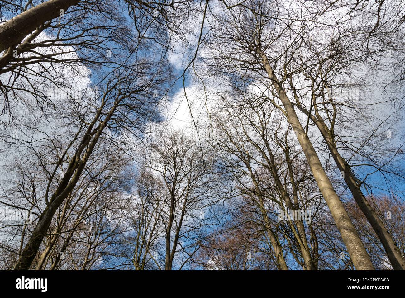 Looking up at a tree canopy with blue sky and fluffy white clouds during spring. Stock Photo