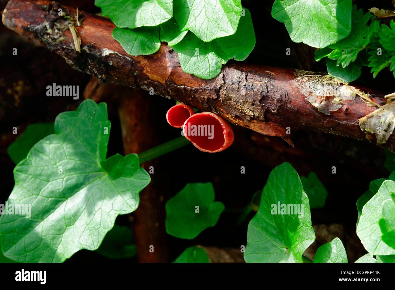 Scarlet elf cup (Sarcoscypha coccinea), Germany, Europe Stock Photo