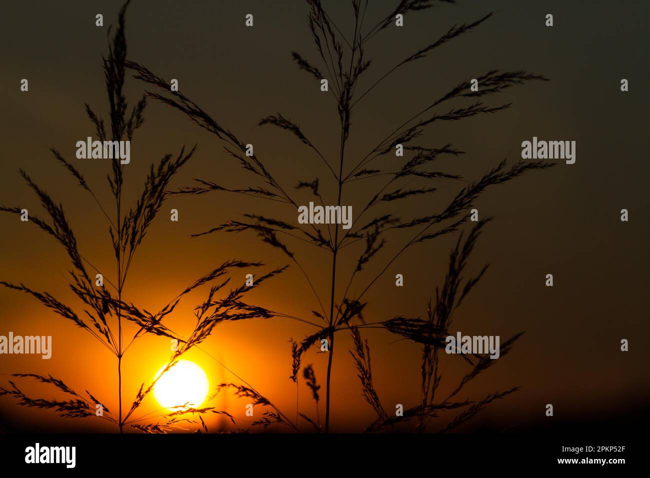 Blade of grass against night sky Stock Photo Alamy