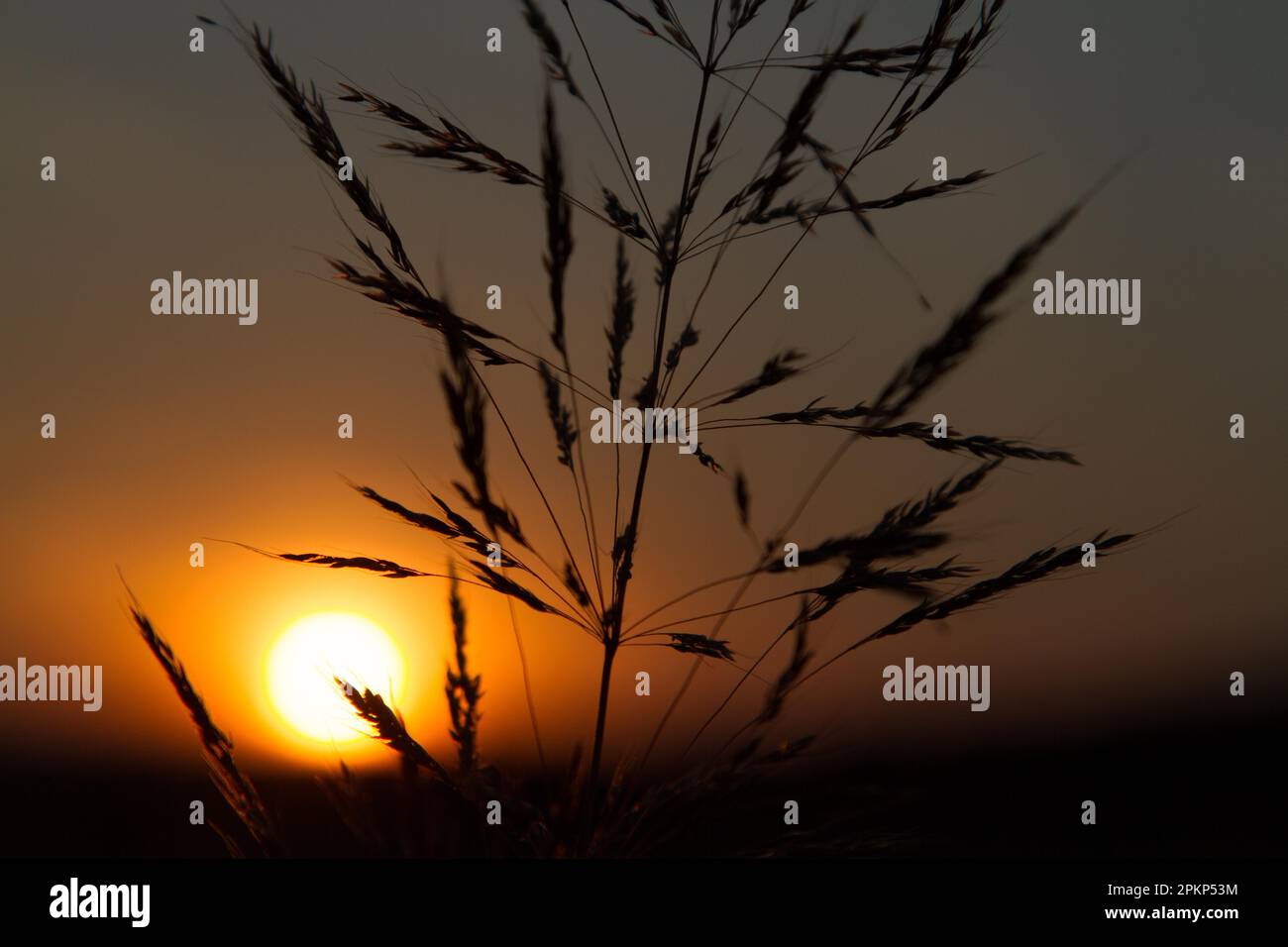 Blade of grass against night sky Stock Photo Alamy
