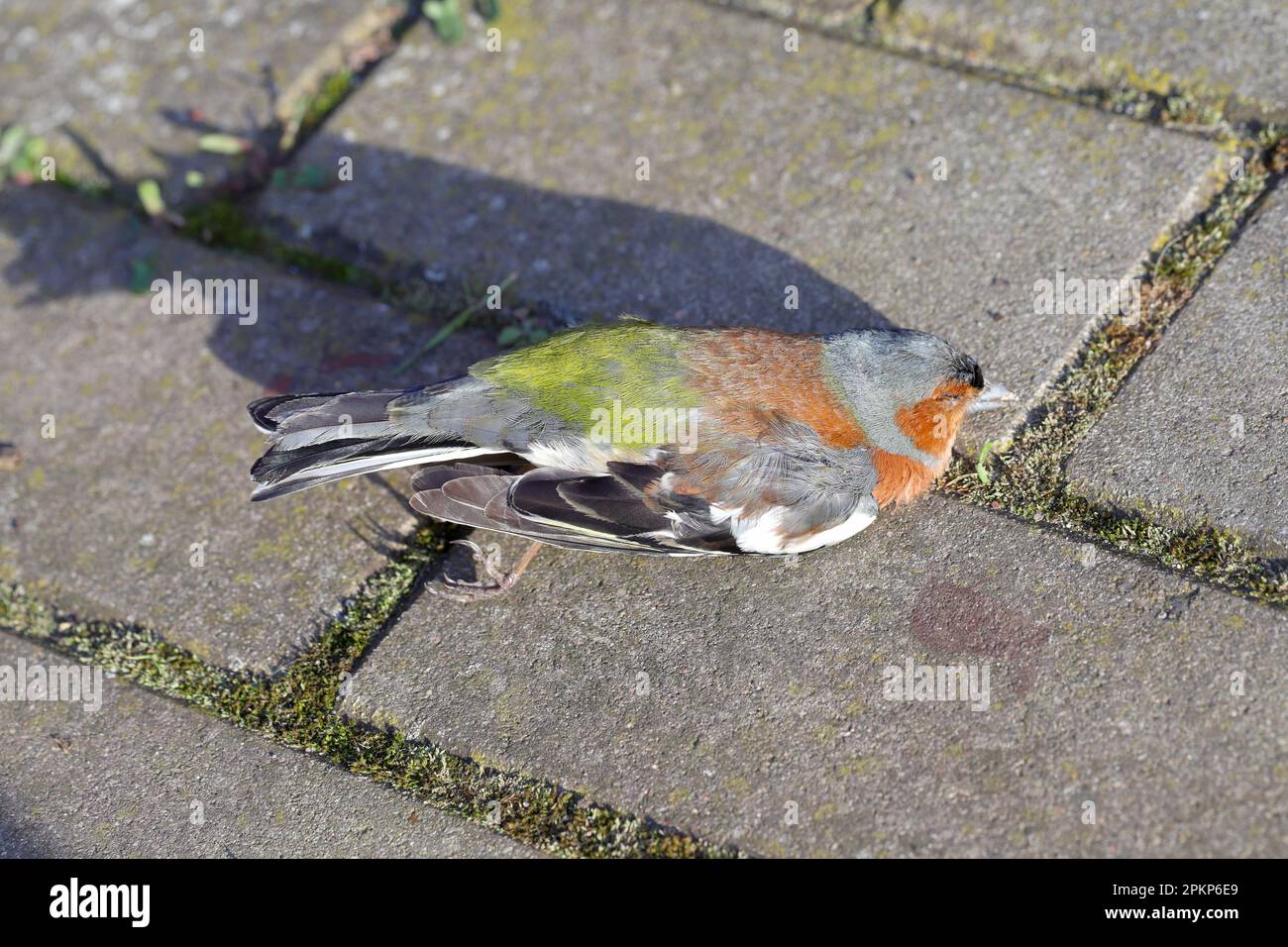The common chaffinch or simply the chaffinch (Fringilla coelebs). A dead bird lying on the sidewalk. Stock Photo