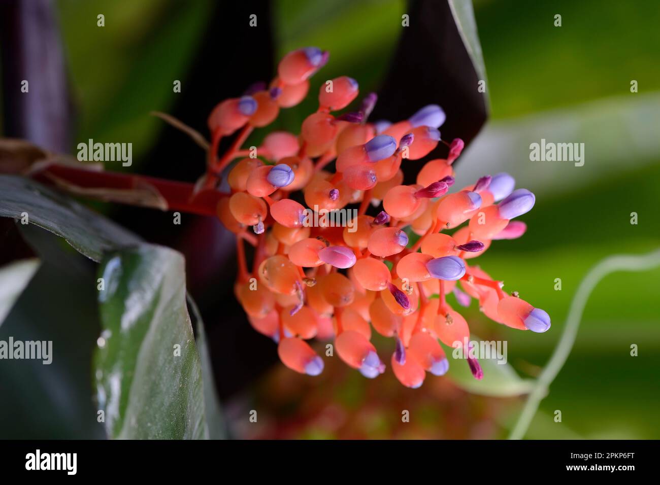 Flower of Aechmea miniata, different coloured lance rosette, bromeliad, occurrence South America Stock Photo