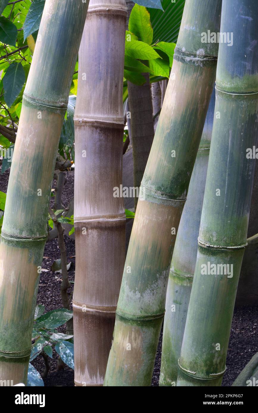 Giant bamboo (Dendrocalamus giganteus), Occurrence Asia Stock Photo