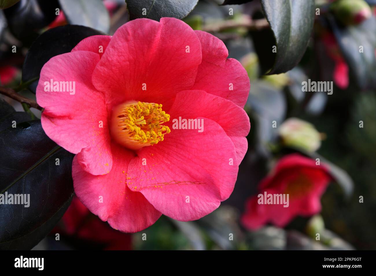 Japanese camellia (Camellia japonica), Occurrence Asia Stock Photo