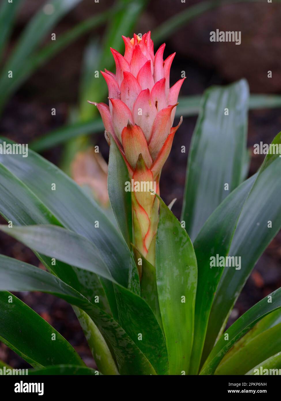 Guzmania osyana, Ecuador, South America Stock Photo