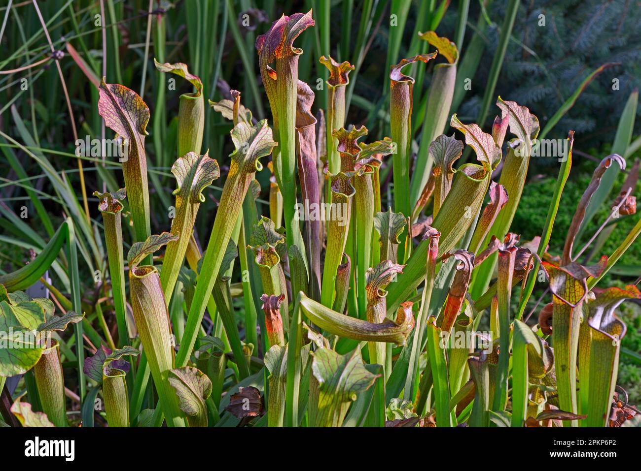 Sweet pitcher plant (Sarracenia rubra), North America Stock Photo
