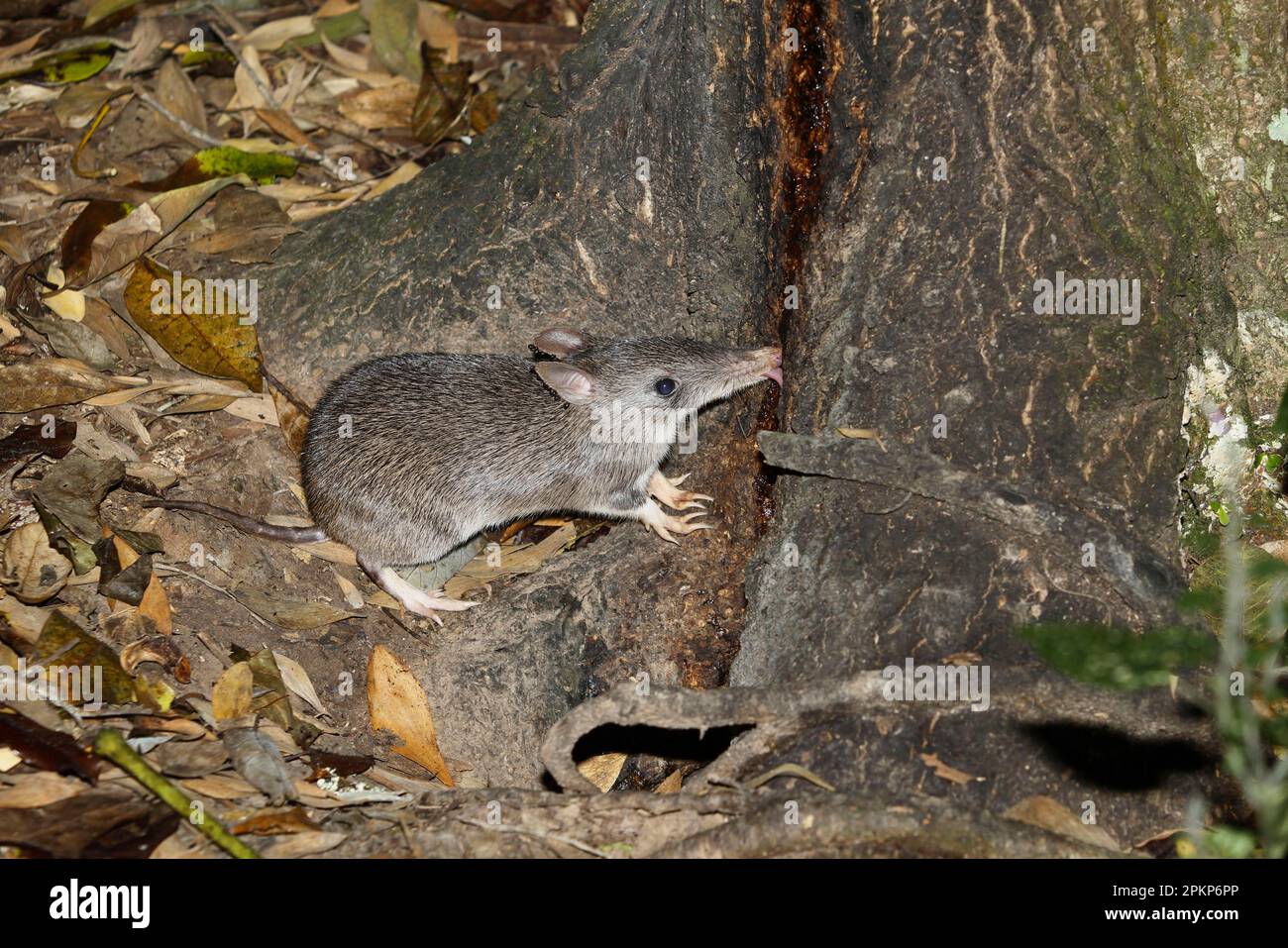 Long-nosed bandicoot (Perameles nasuta) adult, with parasitic ticks on ...