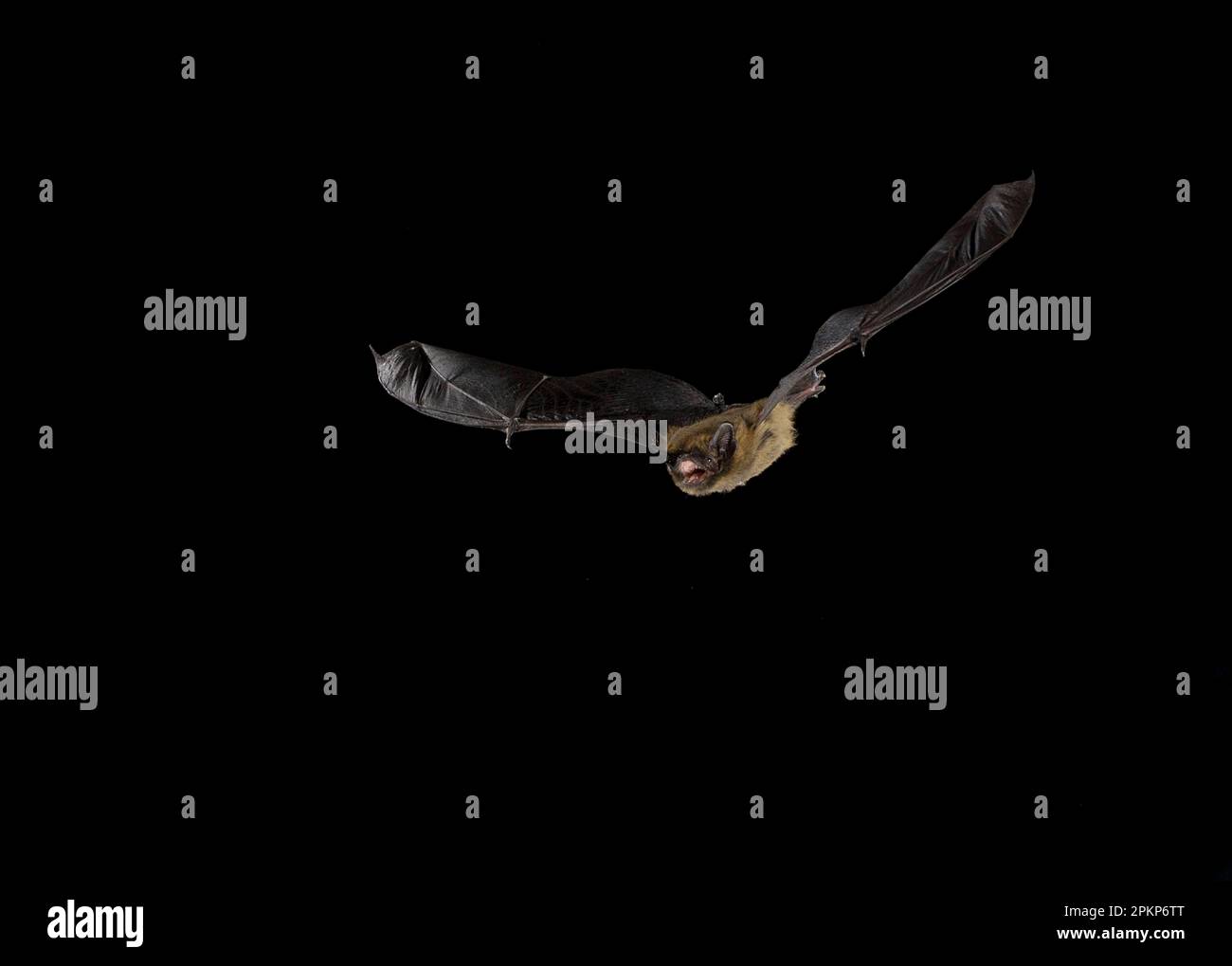 Common Pipistrelle (Pipistrellus pipistrellus), bats, mammals, animals