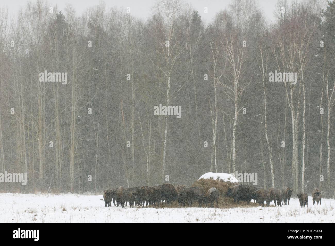 European bison (Bison bonasus), adult females and calves, herd gathered around feeding station on snow-covered meadow at the edge of forest habitat du Stock Photo
