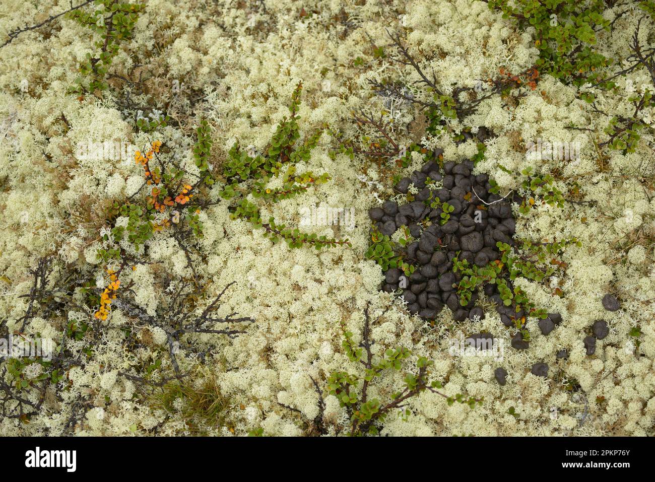 Reindeer lichen (Cladonia rangiferina), Icelandic moss, lichens, musk ox (Ovibos moschatus) droppings, pile amongst Reindeer lichen and Dwarf dwarf bi Stock Photo
