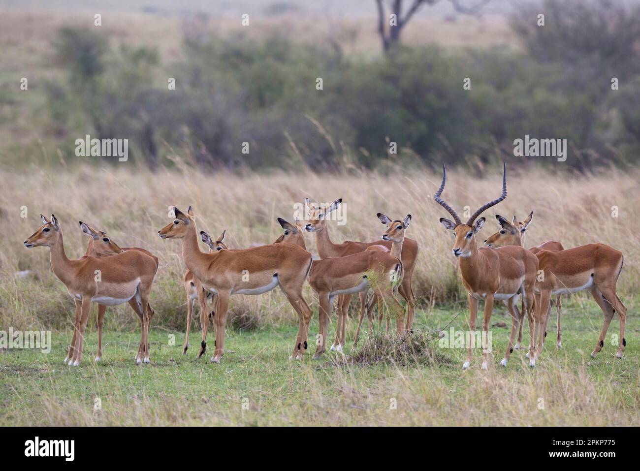 Impala, black heeled antelope, impalas (Aepyceros melampus), black