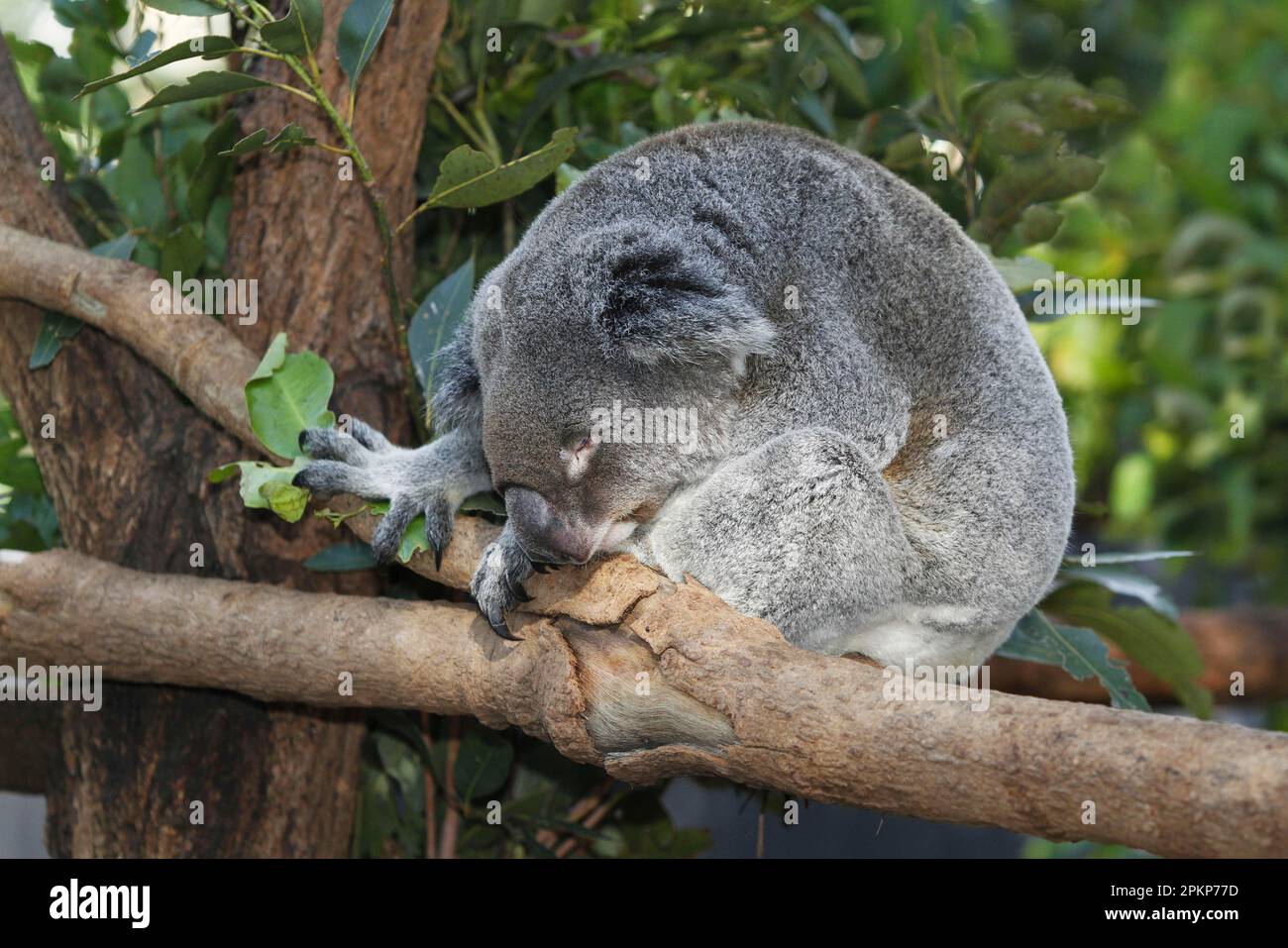 Koala, koala bear, koalas (Phascolarctos cinereus), koalas, marsupials