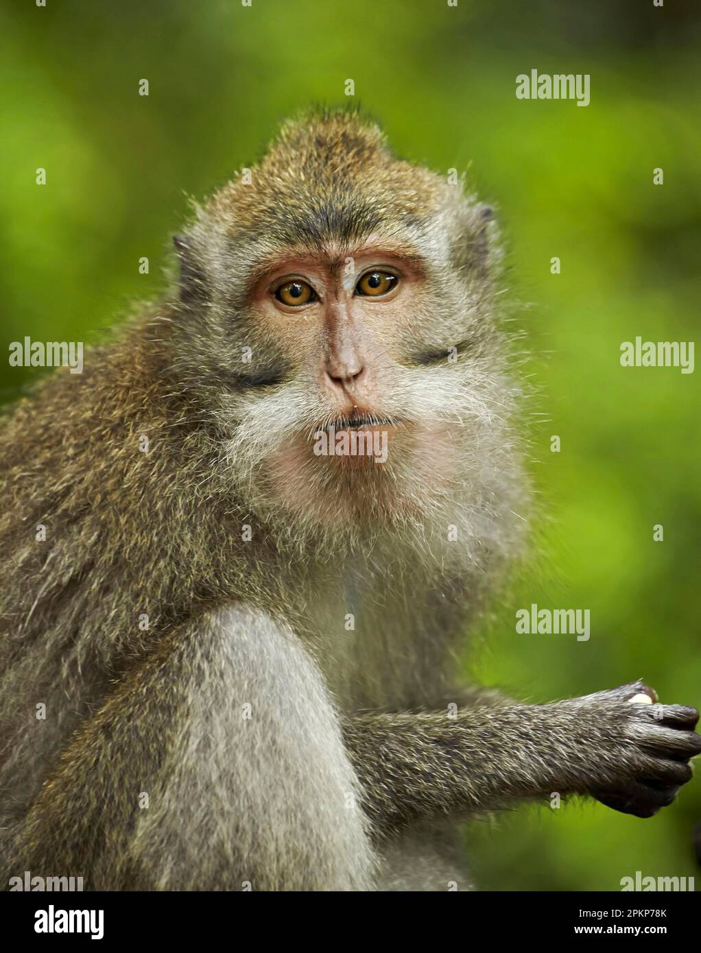 Crabeating macaques (Macaca fascicularis), Javanese monkeys, Longtailed macaque, Monkeys