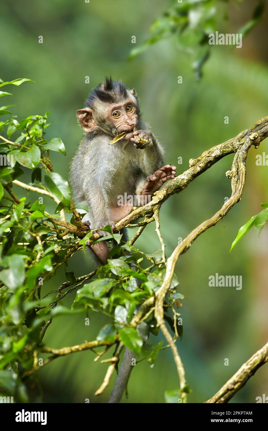 Crabeating macaques (Macaca fascicularis), Javanese monkeys, Longtailed macaque, Monkeys