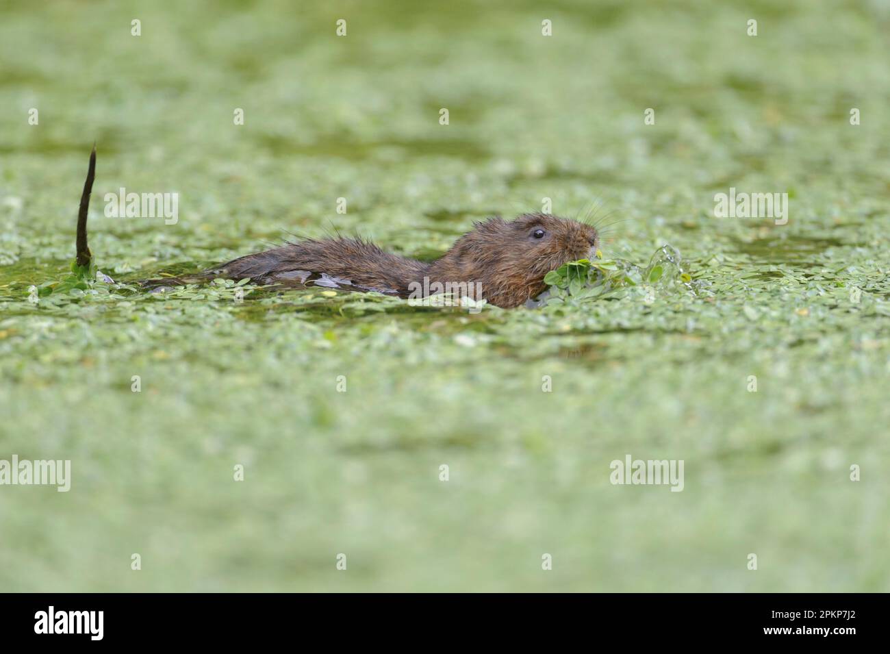Eastern vole, Eastern vole, european water vole (Arvicola amphibius