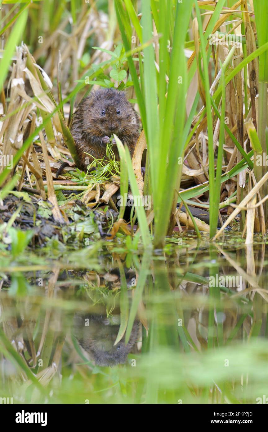 Eastern vole, Eastern vole, european water vole (Arvicola amphibius