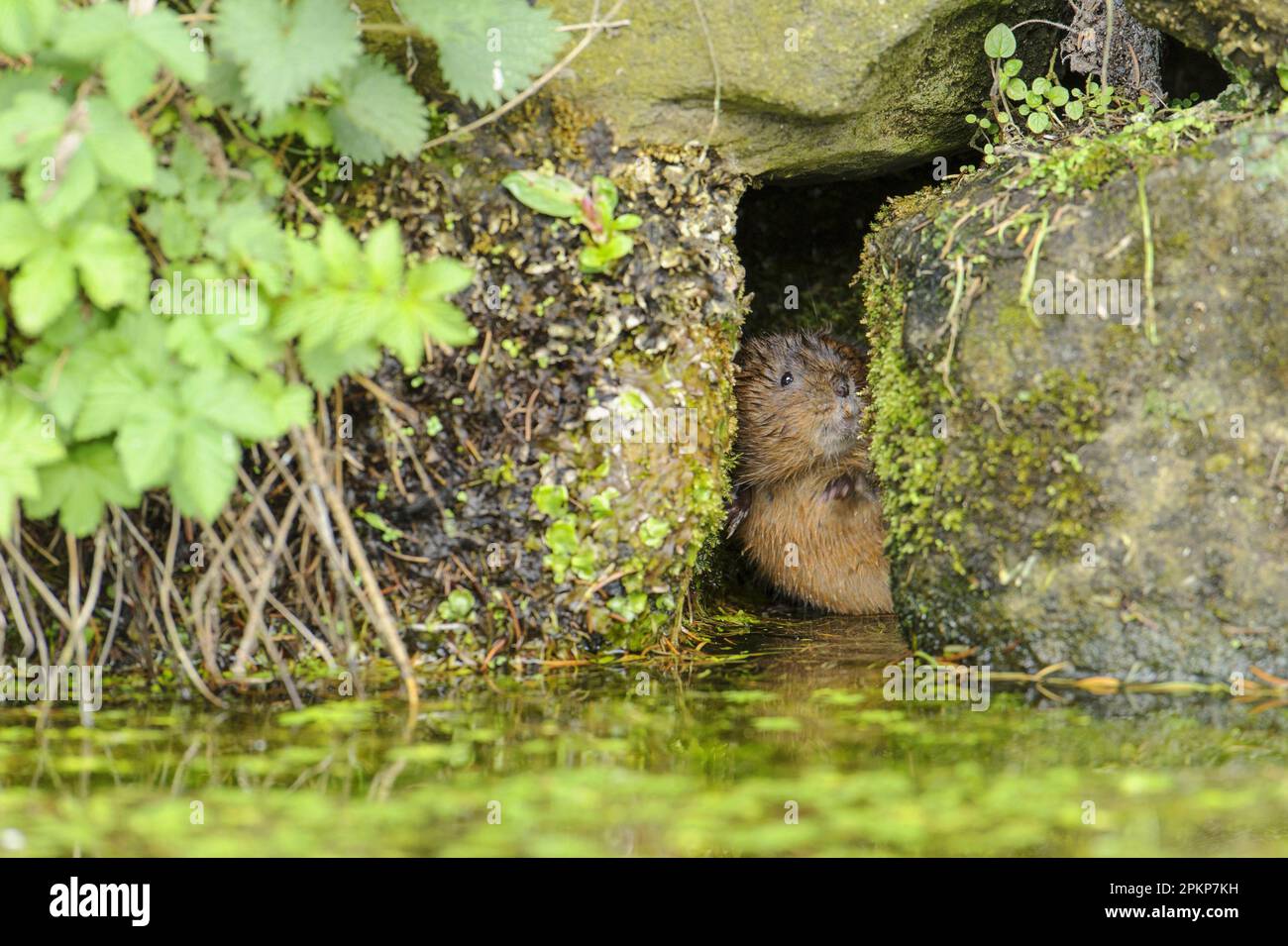 Eastern vole, Eastern vole, european water vole (Arvicola amphibius ...