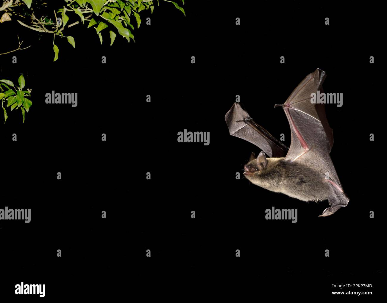 Brandt's brandt's bat (Myotis brandtii), adult, flying towards ivy at night, Sussex, England, United Kingdom, Europe Stock Photo