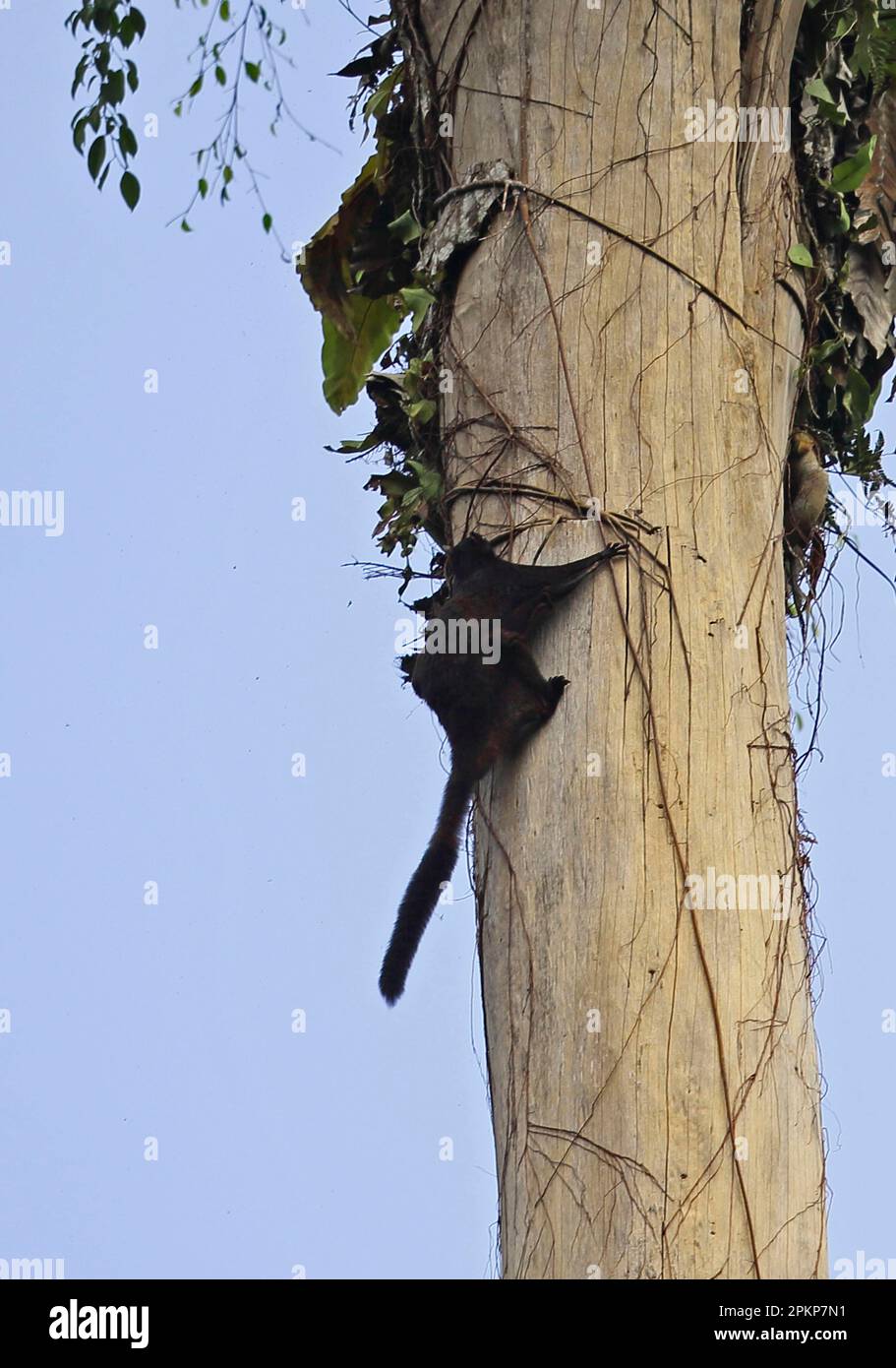 Black flying squirrel (Aeromys tephromelas), Black Flying Squirrels