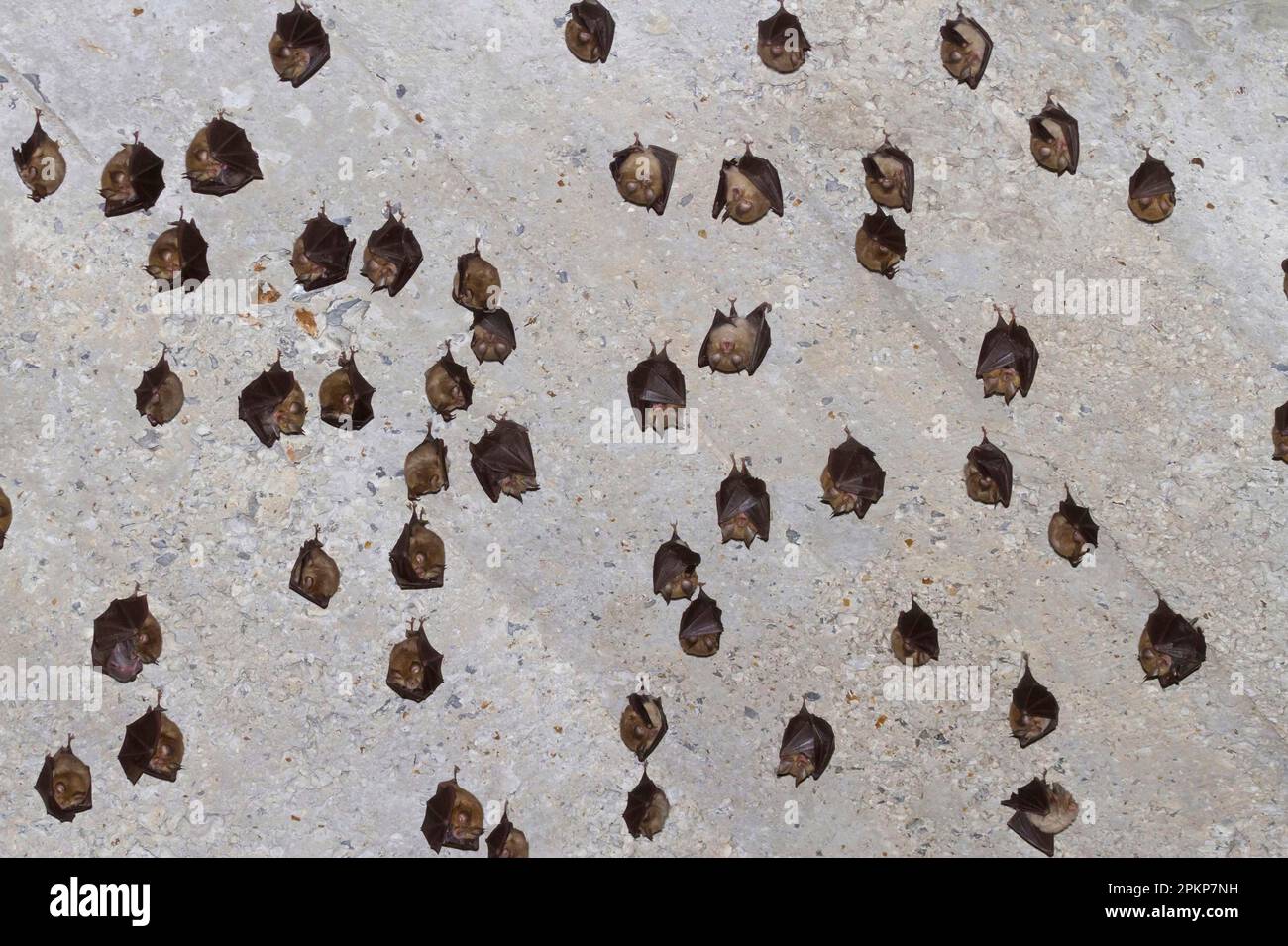 Mediterranean Horseshoe Bat (Rhinolophus euryale), mediterranean