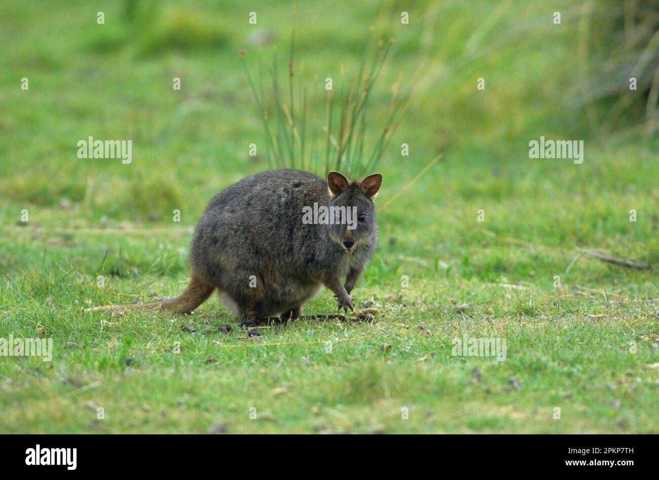Tasmanian pademelon (Thylogale billardierii), Kangaroos, Marsupials, Animals, Tasmanian Pademelon Tasmania, Australia, Oceania Stock Photo