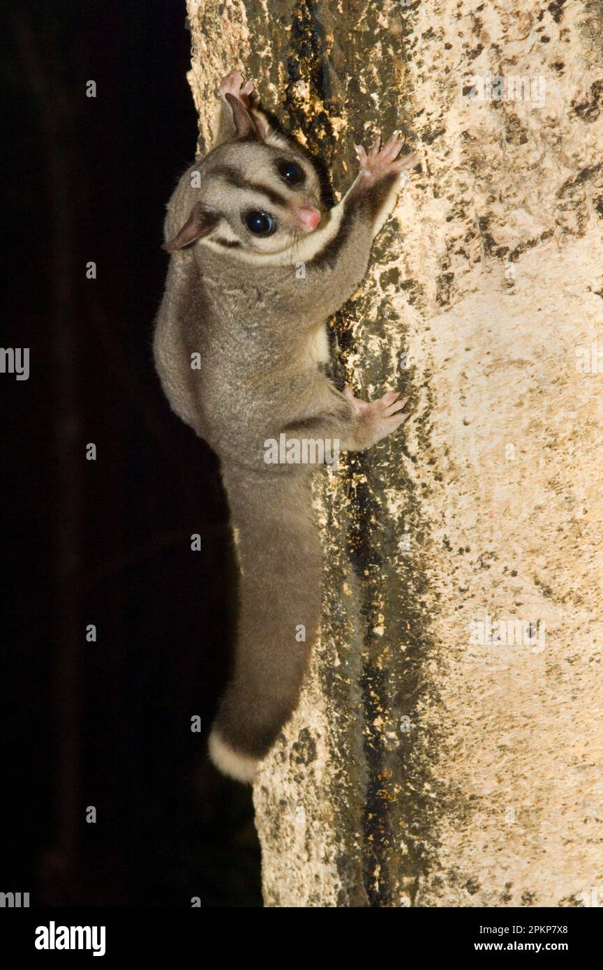 Sugar gliders (Petaurus breviceps), shortheaded glider, sugar glider