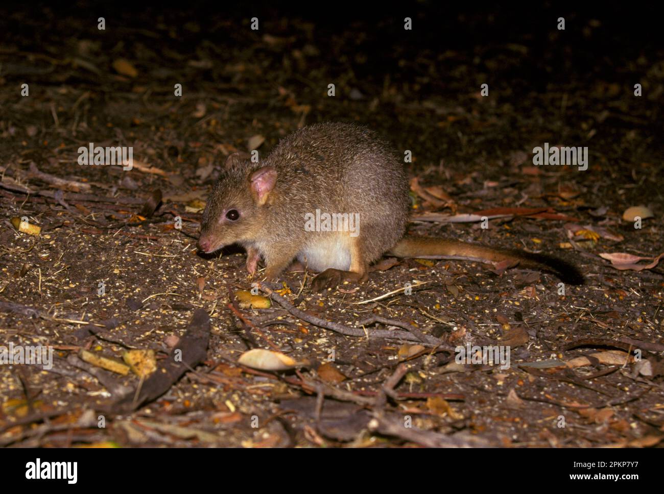 Brush-tailed Rat Kangaroo, Brush-tailed Rat Kangaroo, Brush-tailed Rat ...